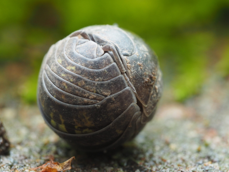 Isopod by Jay Speidell