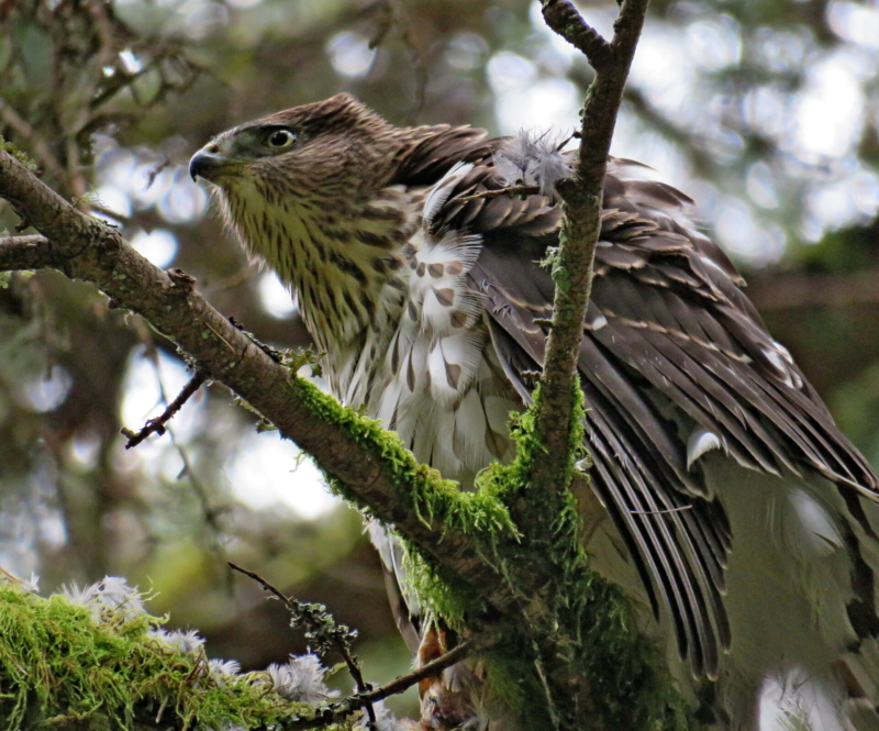 Coopers Hawk by by Leo “Buzz” Shaw.