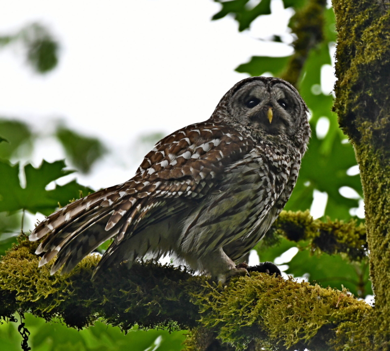Barred Owl Fledgling by by Leo “Buzz” Shaw.