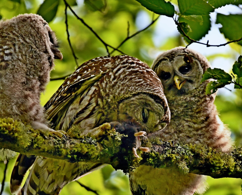 Barred Owl Fledgling by by Leo “Buzz” Shaw.