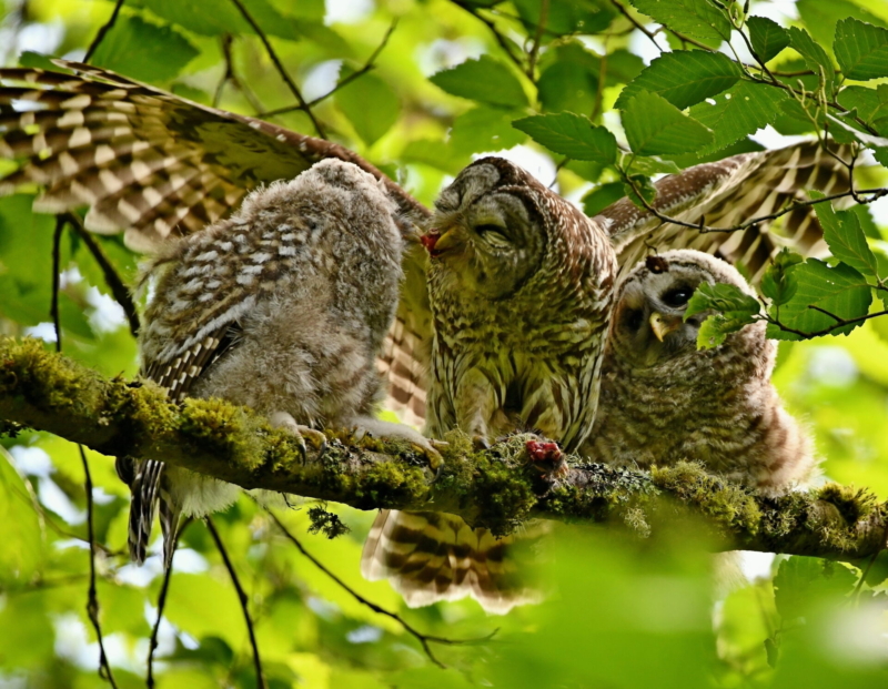 Barred Owl Fledgling by by Leo “Buzz” Shaw.