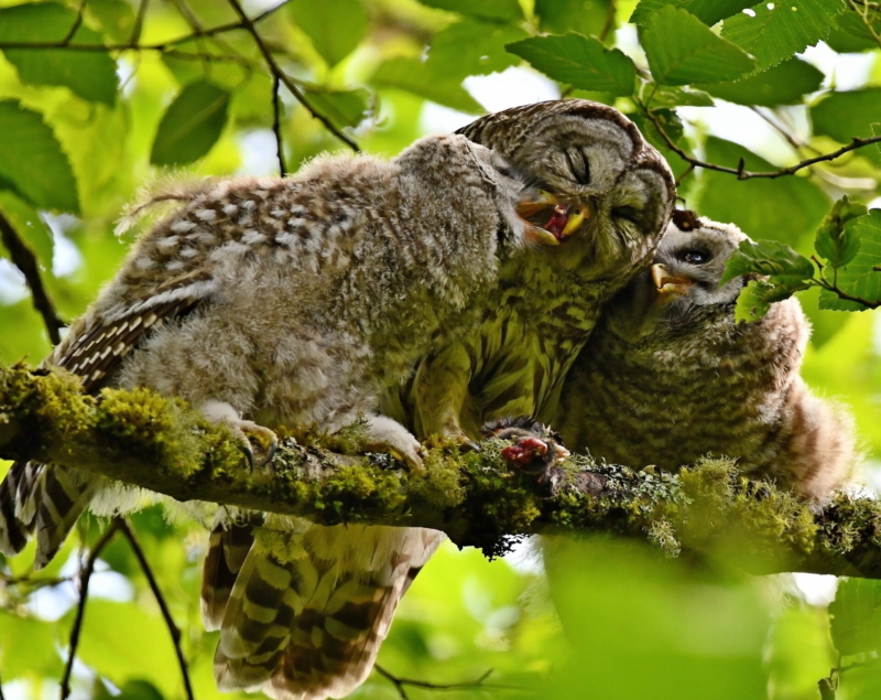 Barred Owl Fledgling by by Leo “Buzz” Shaw.