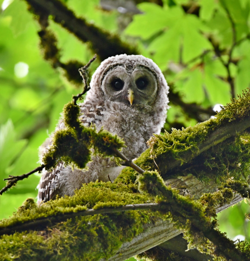 Barred Owl Fledgling by by Leo “Buzz” Shaw.