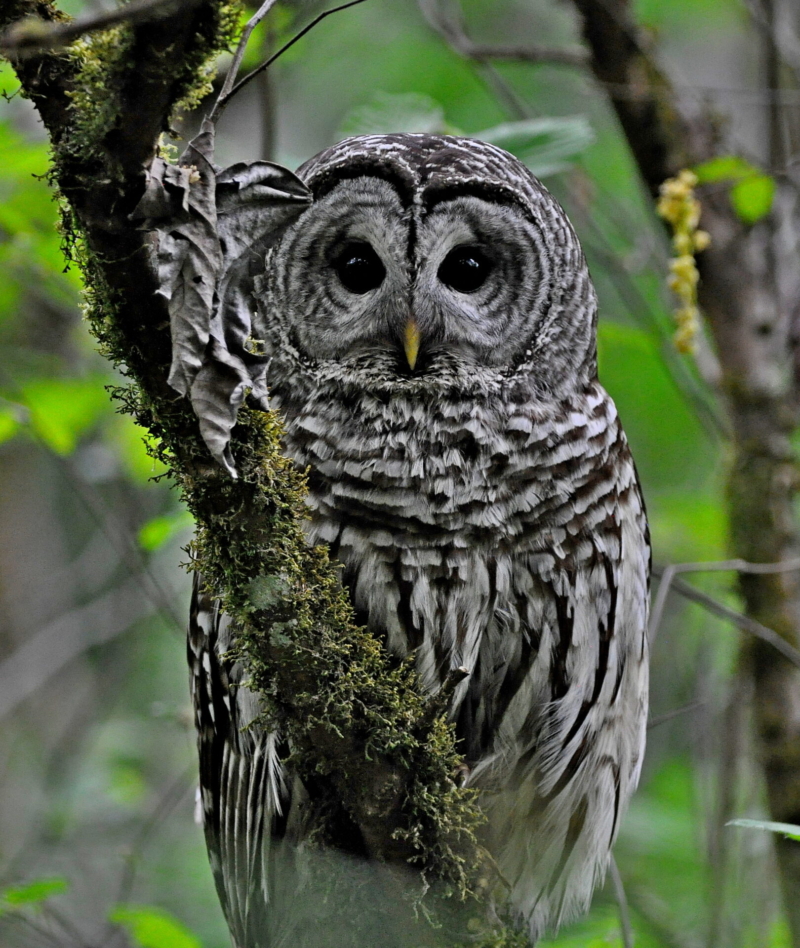 Barred Owl by by Leo “Buzz” Shaw.
