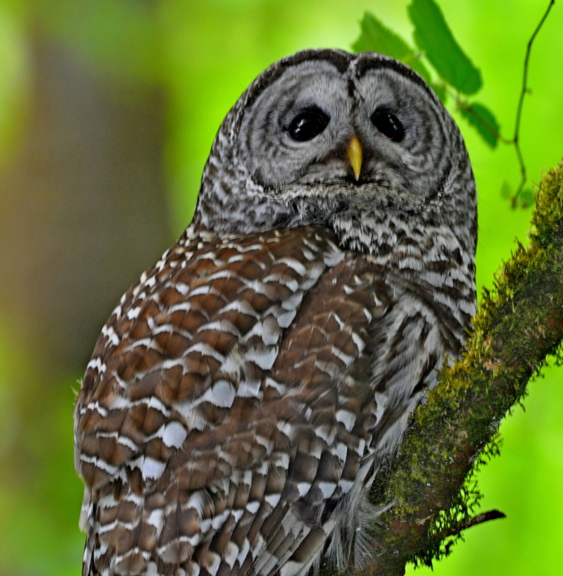 Barred Owl by by Leo “Buzz” Shaw.