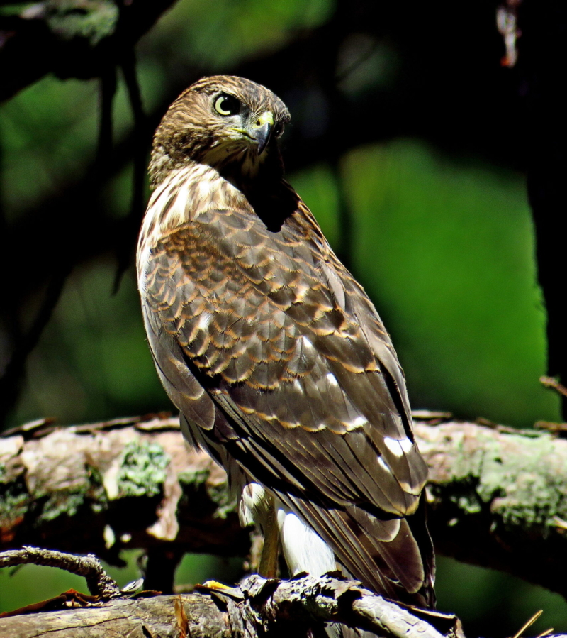 Coopers Hawk by by Leo “Buzz” Shaw.