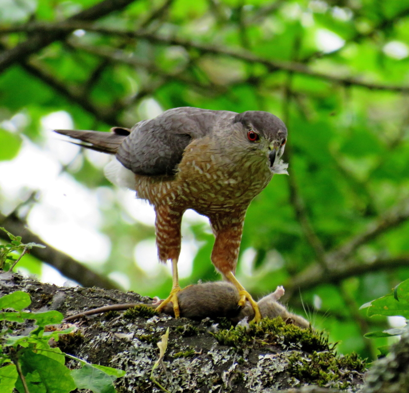 Coopers Hawk by by Leo “Buzz” Shaw.